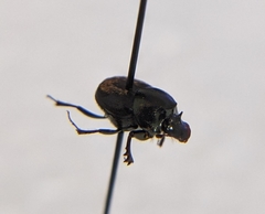 Onthophagus striatulus