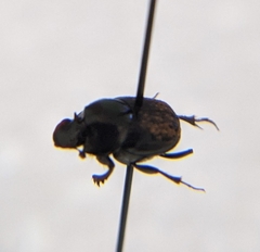 Onthophagus striatulus