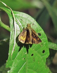 Vinius pulcherrimus