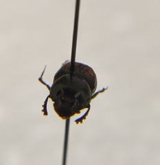 Onthophagus striatulus