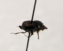 Onthophagus striatulus