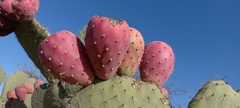 Opuntia joconostle