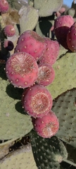 Opuntia joconostle