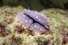 Phyllidiopsis shireenae