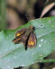 Vinius pulcherrimus