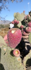 Opuntia joconostle