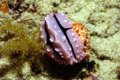 Phyllidiopsis shireenae