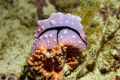 Phyllidiopsis shireenae