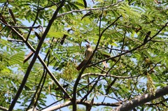 Cacomantis merulinus