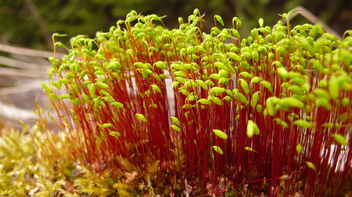 Representative image of Pohlia