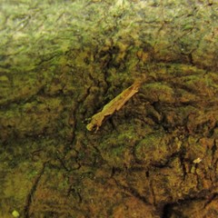 Crypsitricha pharotoma