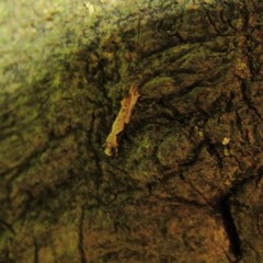 Crypsitricha pharotoma