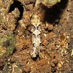 Lysiphragma epixyla