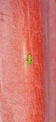 Aphididae
