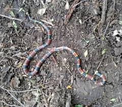 Micrurus tener fitzingeri