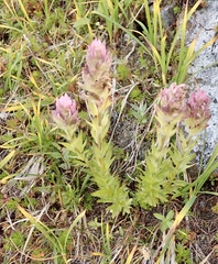 Castilleja parviflora albida