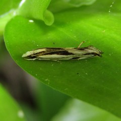 Erechthias chasmatias