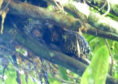Coendou longicaudatus