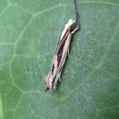Erechthias chasmatias