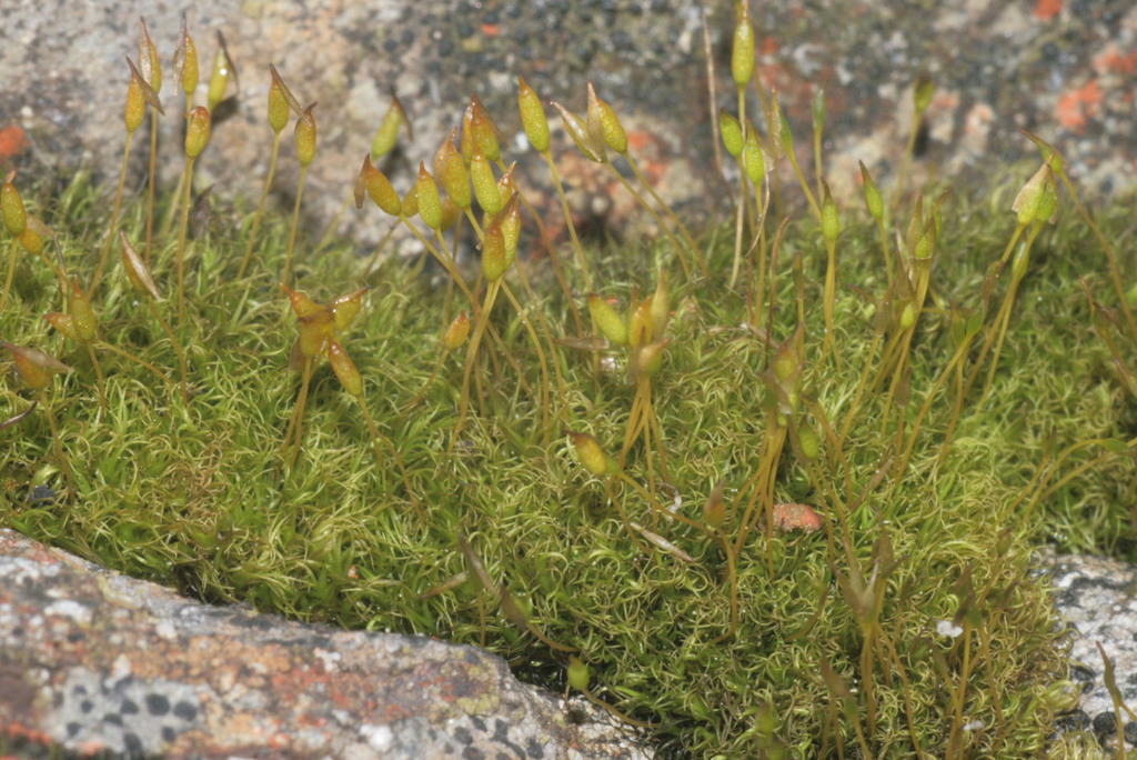 Hymenolomataceae