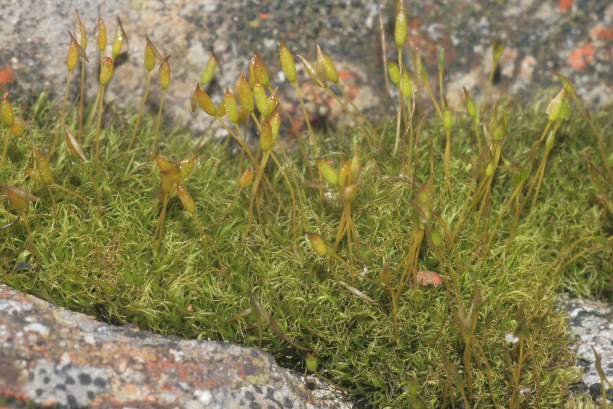 Hymenolomataceae