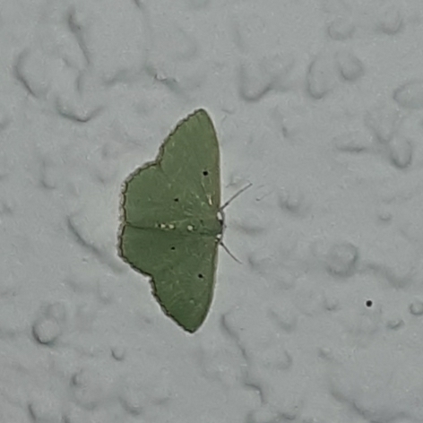 Red-bordered Emerald photo 6