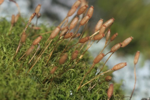 mountain pincushion