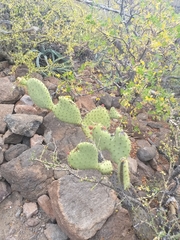 Opuntia