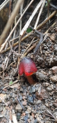 Hygrocybe