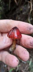 Hygrocybe