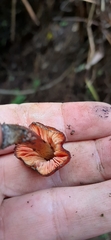Hygrocybe