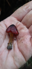 Hygrocybe