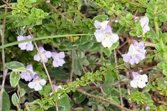 Prostanthera spinosa