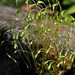 Funaria hygrometrica - Photo (c) George Shepherd, algunos derechos reservados (CC BY-NC-SA)