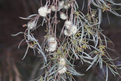 Eucalyptus spathulata spathulata