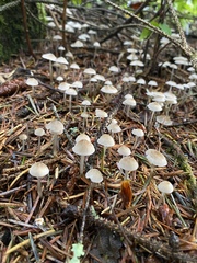 Mycena tenax