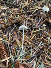 Mycena tenax