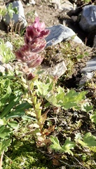 Castilleja parviflora albida