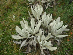 Culcitium canescens