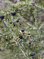 Condalia spathulata