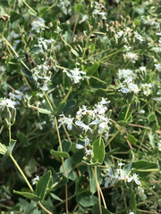 Guardiola platyphylla