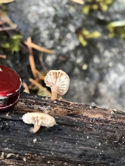 Lentinellus flabelliformis