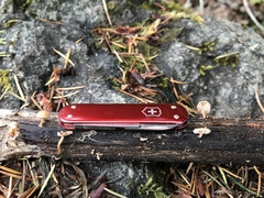 Lentinellus flabelliformis