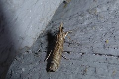 Eudonia atmogramma