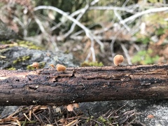 Lentinellus flabelliformis