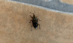 Metamasius hemipterus