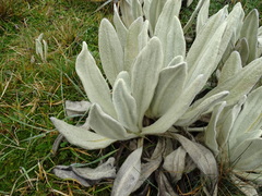 Culcitium canescens