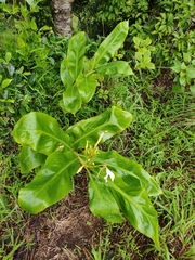 Hedychium spicatum