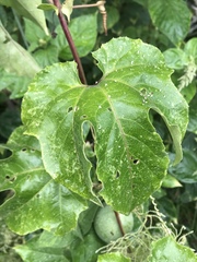 Passiflora adenopoda