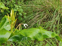 Hedychium spicatum